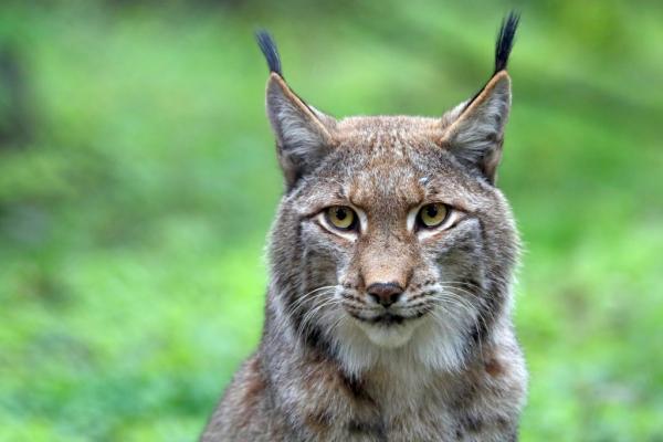 12 eläintä, jotka elävät metsässä - 8. Lynx