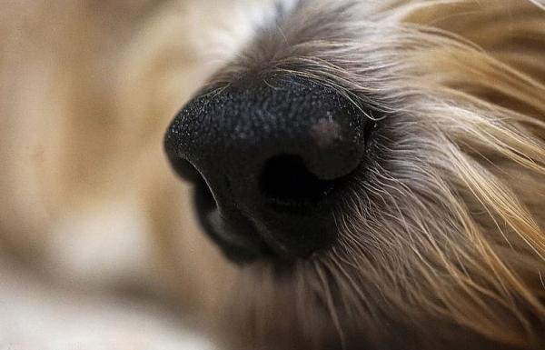 Havaitsevatko koirat koronaviruksen?  - Koirien ihmeellinen haju