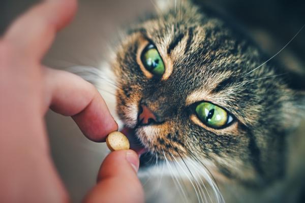 Ricketit kissoilla - Oireet ja hoito - Ricketien hoito kissoilla