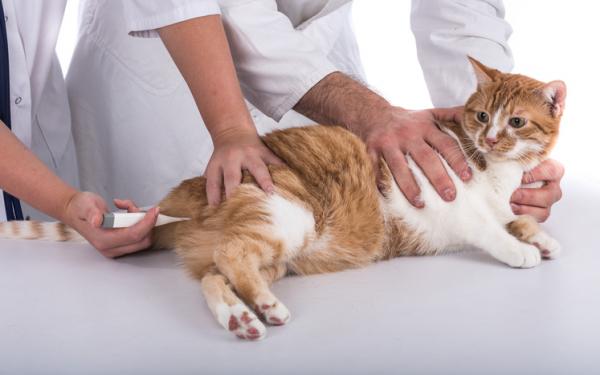 Veri kissan ulosteessa - Syyt ja mahdolliset sairaudet - Mitä tehdä, jos näen verta kissani ulosteessa?