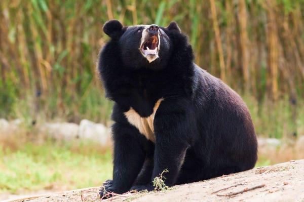 50 Japanin eläintä - 1. Aasian musta karhu