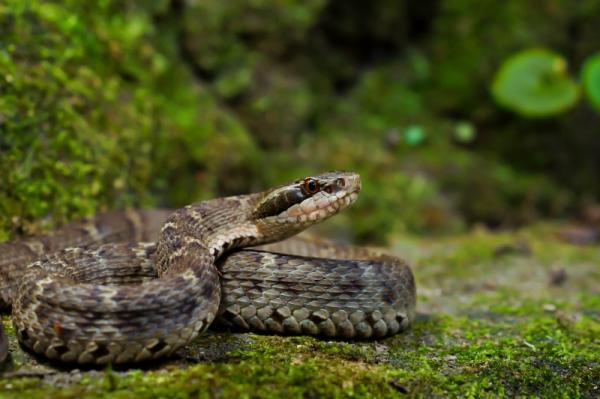 50 Japanin eläintä - 9. Tsushiman saaren käärme