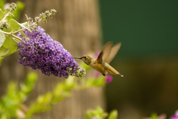 Miksi hummingbirds läpäisee hyvin nopeasti?  - Kuinka nopeasti kolibrin sydän lyö?