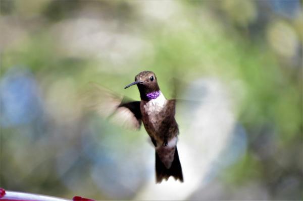 Miksi hummingbirds läpäisee hyvin nopeasti?  - Kolibrin lennon aerodynamiikka