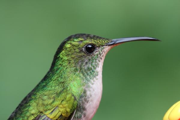 Miksi hummingbirds läpäisee hyvin nopeasti?  - Kolibrien ominaisuudet