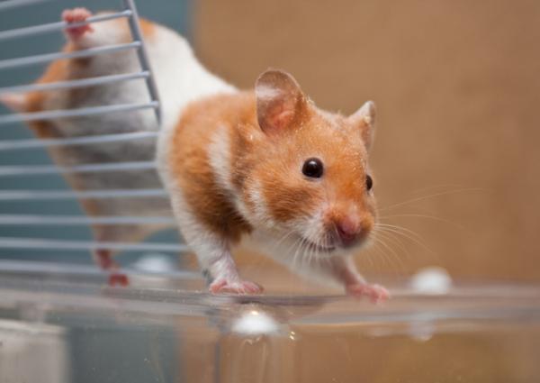 Oireet hamsterin kuolemasta - Kuinka kauan hamsteri elää?