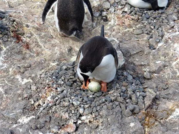 Miten pingviinit lisääntyvät?  - Pingviinien lisääntyminen