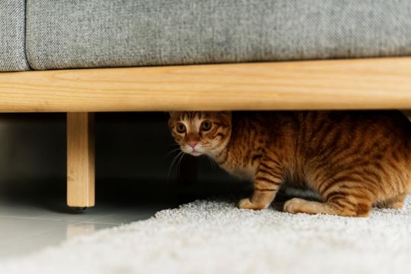 10 asiaa, joita kissat pelkäävät eniten - 4. Tuntemattomat ihmiset