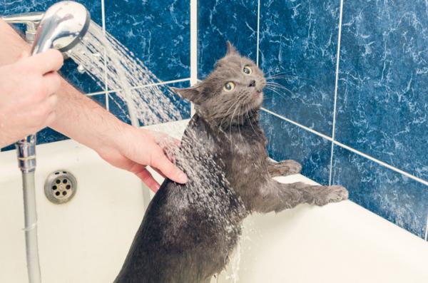 10 asiaa, joita kissat pelkäävät eniten - 1. Vesi