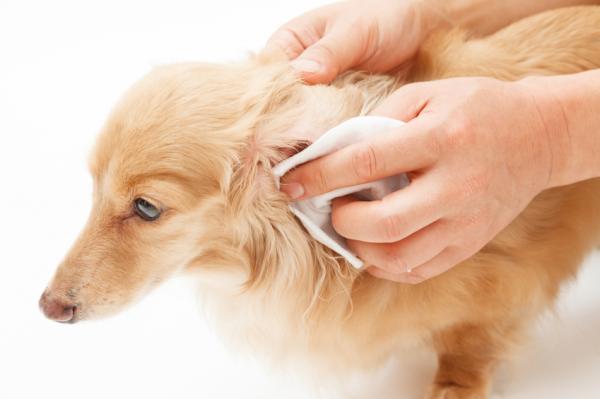 Kuurous koirilla - syyt, oireet ja hoito - mitä oireita kuurolla koiralla on?