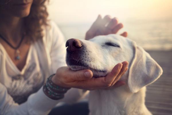 Kuurous koirilla - syyt, oireet ja hoito - Onko olemassa kuuroutta koirilla?