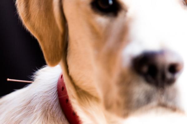 Vaihtoehtoiset hoitomuodot syöpää sairastaville koirille - Akupunktio