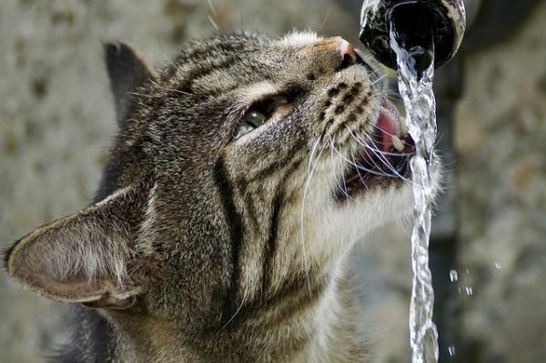 Kuinka jäähdyttää kissa?  - Nesteytyksen merkitys