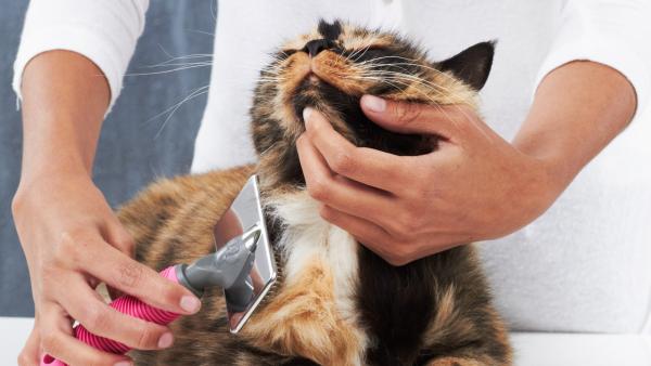 Vinkkejä kissan hygieniaan ja hoitoon kotona - Vaihe 2