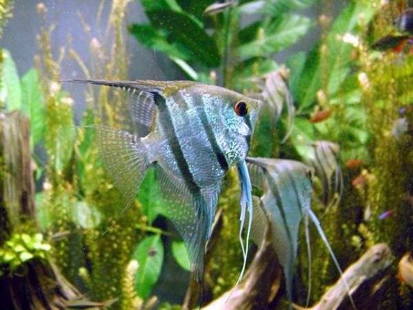 Angelfish hoito - Ruoka