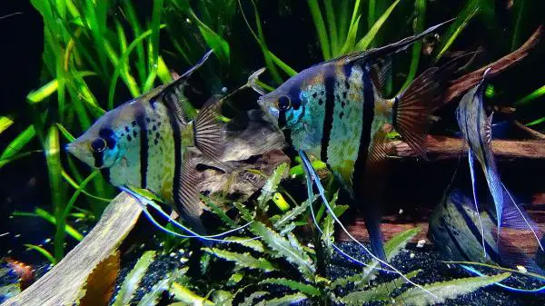 Angelfish Care - Angelfish -akvaario