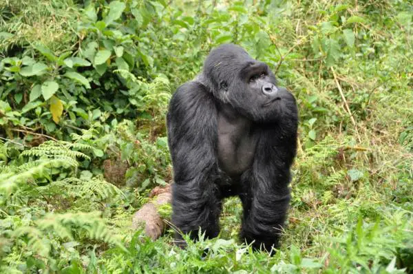 Gorillojen vahvuus 💪🐵 - Gorillan vahvuuden uteliaisuuksia