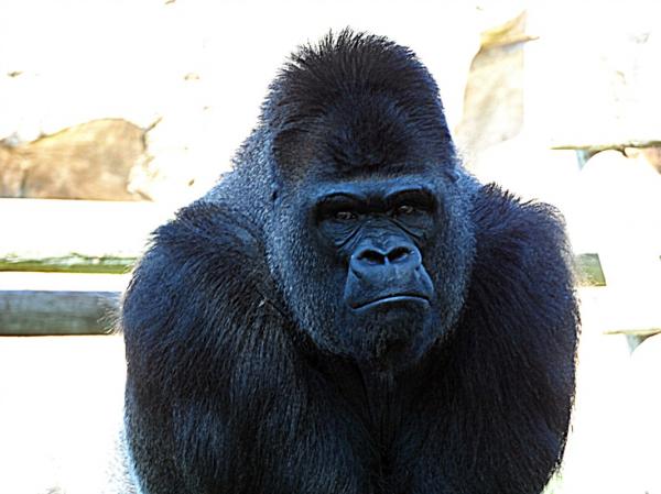 Gorillojen vahvuus 💪🐵 - Gorillan aggressiivisuus