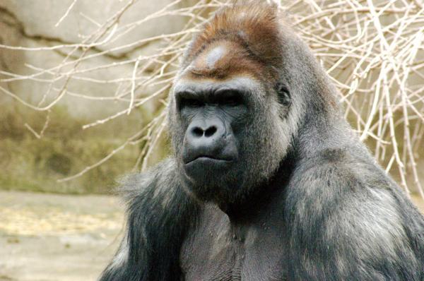 Gorillan vahvuus 💪🐵 - Aikuisen gorillan vahvuus