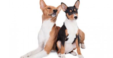 Basenji