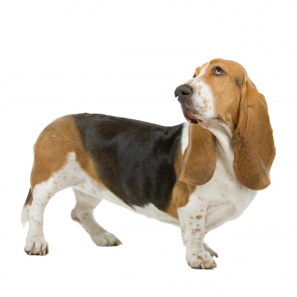 Basset