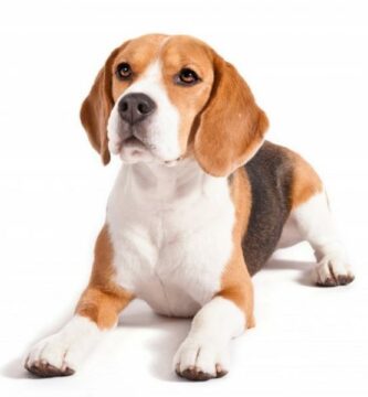 Beagle