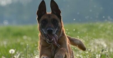 Belgialaisen Malinoisin hoito