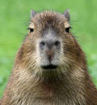 Capybaran hoito