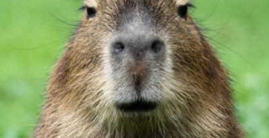 Capybaran hoito