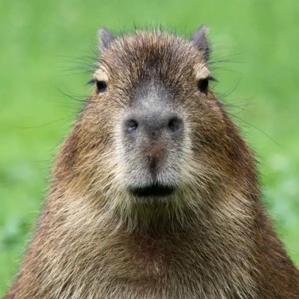 Capybaran hoito