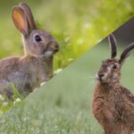 Diferencias entre conejos y liebres