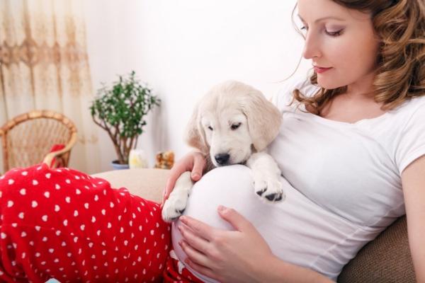 Ennustavatko koirat raskauden