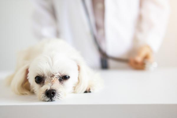 Haimatulehdus koirilla oireet syyt ja hoito