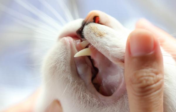 Hampaiden menetys kissoilla