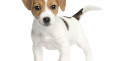 Jack Russell Terrier pentujen hoito