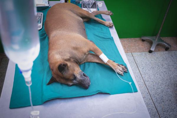 Kemoterapia koirilla sivuvaikutukset ja laakkeet