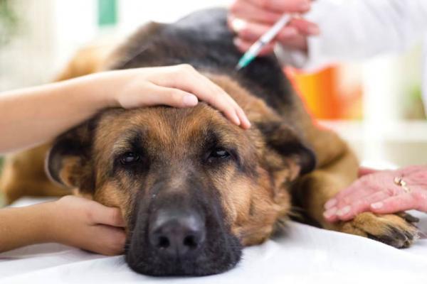 Koiran rokotteiden sivuvaikutukset