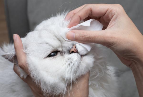 Kotiin korjaustoimenpiteita kissojen silmatulehduksiin