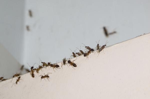 Kuinka ajaa muurahaiset pois