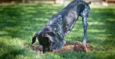 Kuinka estaa koiraa tekemasta reikia puutarhaan