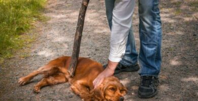 Kuinka ilmoittaa elainten hyvaksikaytosta