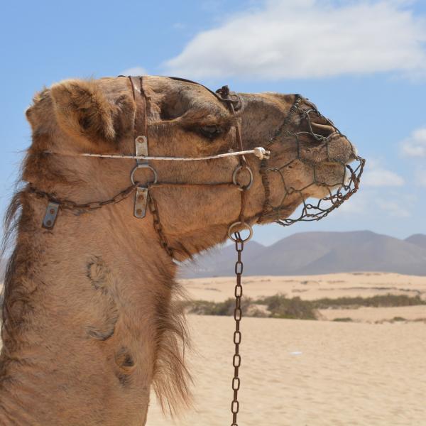 Kuinka kamelit selviavat autiomaassa