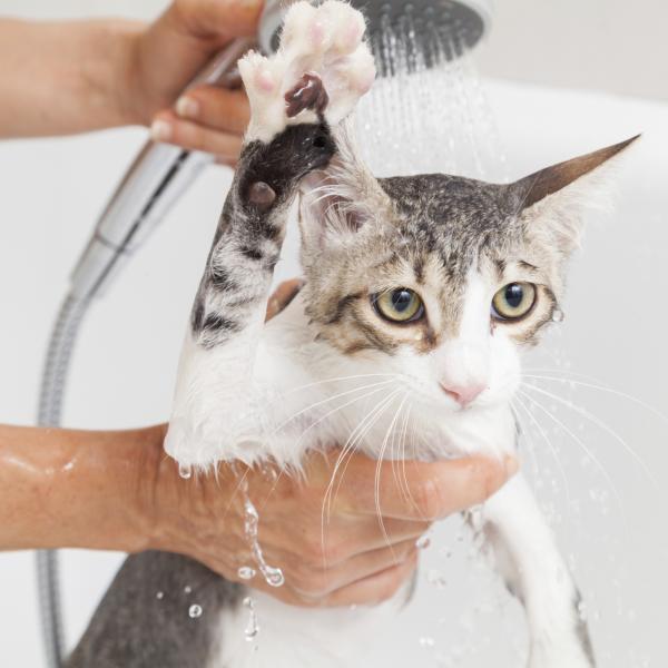 Kuinka kylpea aikuinen kissa ensimmaista kertaa