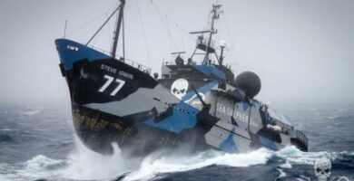 Kuinka ryhtya vapaaehtoiseksi Sea Shepherdiksi