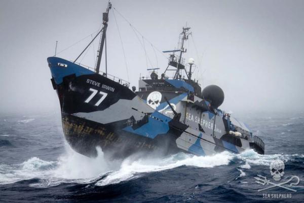 Kuinka ryhtya vapaaehtoiseksi Sea Shepherdiksi