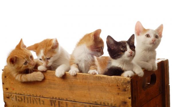 Lauren Finkan mukaan 5 kissan persoonallisuutta