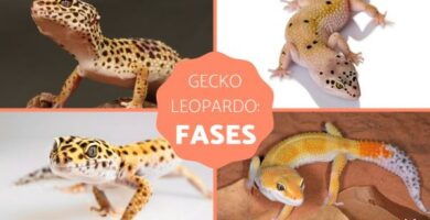 Leopardigekon vaiheet mita ne ovat ja esimerkkeja