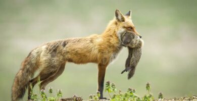 Maanpaallinen elintarvikeketju