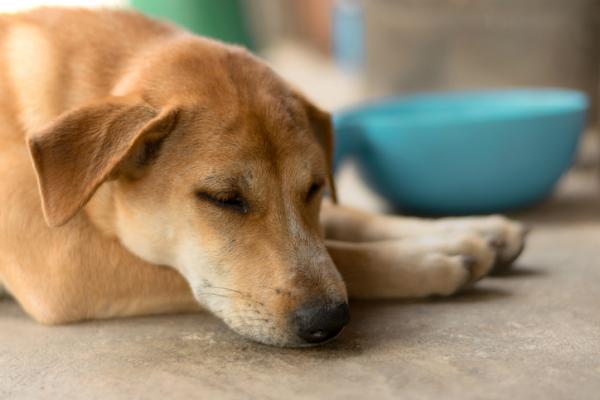 Malabsorptio oireyhtyma koirilla diagnoosi ja hoito