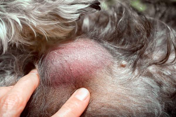 Mastocytoma koirilla oireet ennuste ja hoito